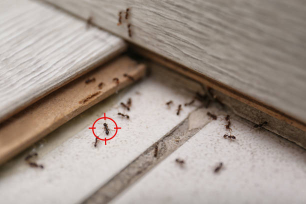 Best Termite Control Services  in Pahrump, NV