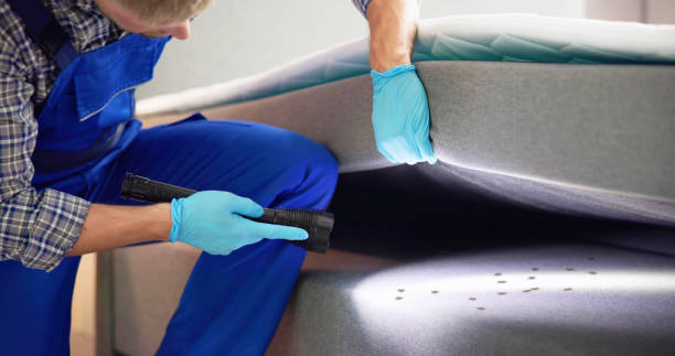 Best Flea Control Services  in Pahrump, NV