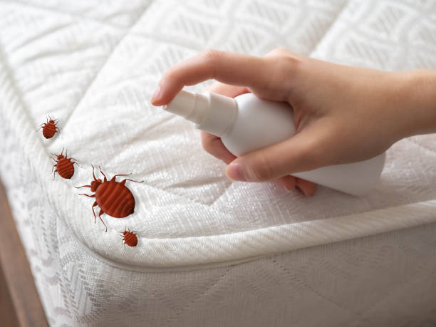 Best Pest Removal Services  in Pahrump, NV